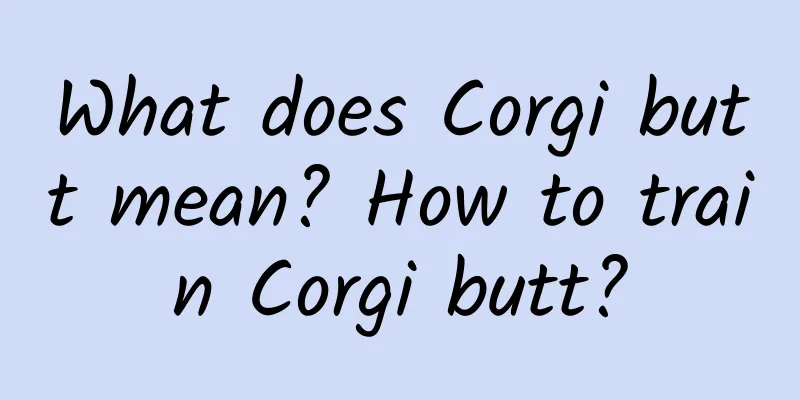 What does Corgi butt mean? How to train Corgi butt?