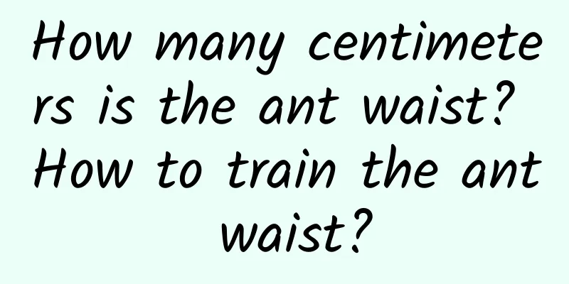 How many centimeters is the ant waist? How to train the ant waist?