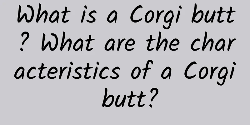 What is a Corgi butt? What are the characteristics of a Corgi butt?