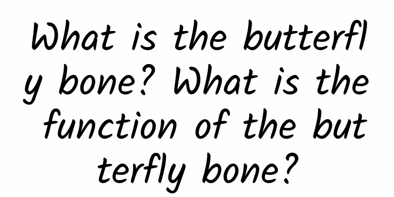 What is the butterfly bone? What is the function of the butterfly bone?